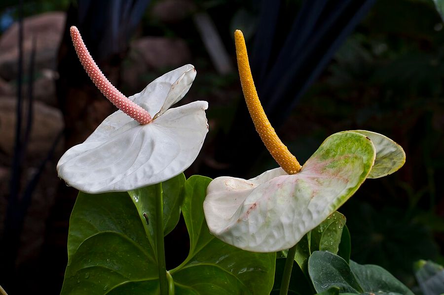 Flamingo Flower