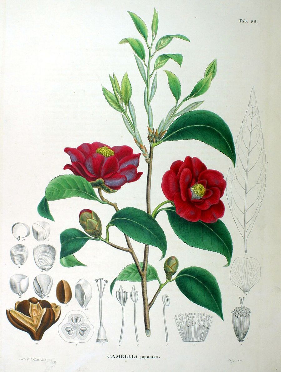 Camellia