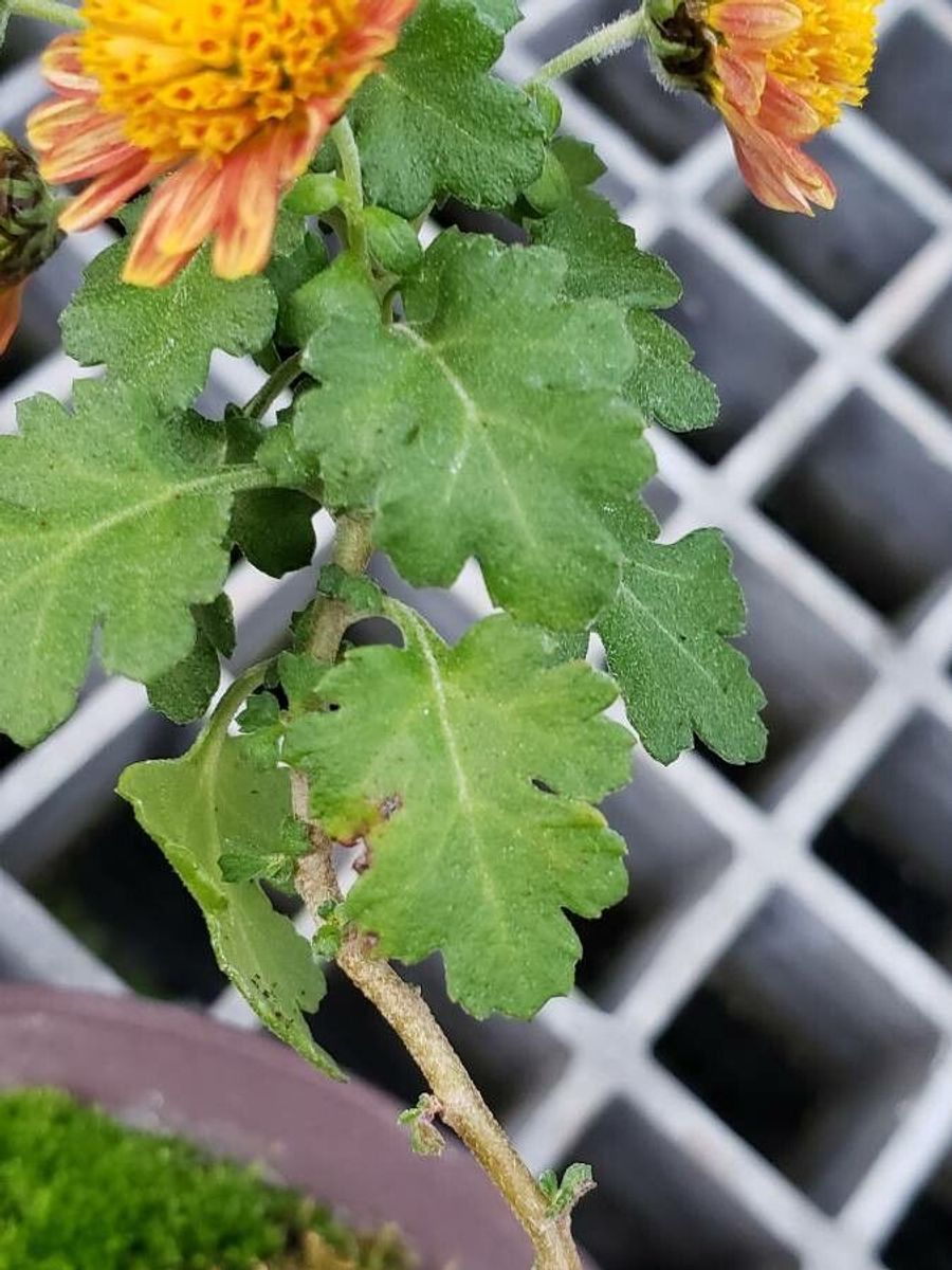Garden Mum