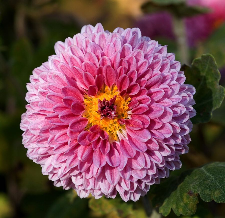 Garten-Chrysantheme