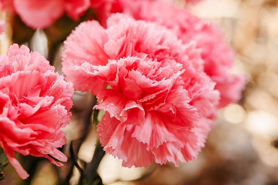 Carnation