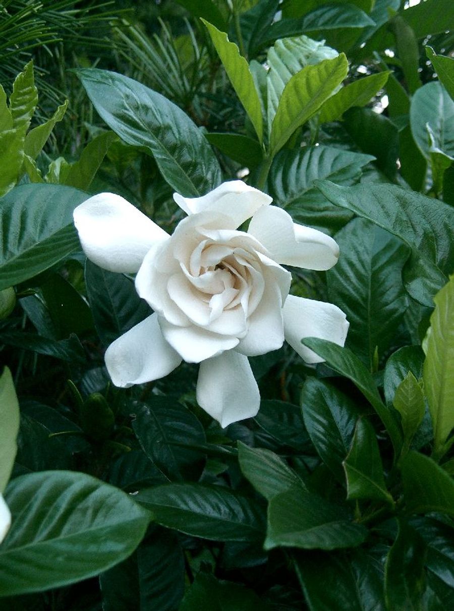 Cape Jasmine