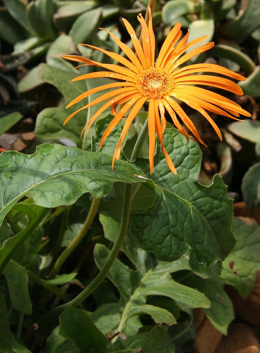 Blüte einer Gerbera