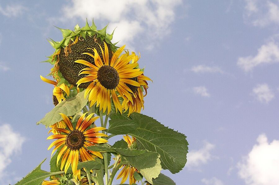 Sunflower against blue sky