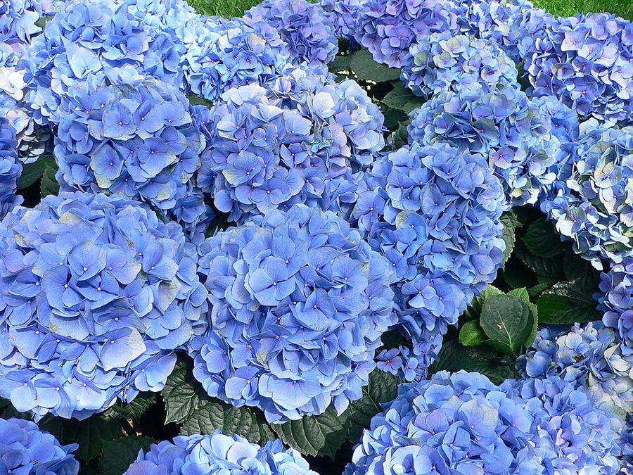Bigleaf Hydrangea