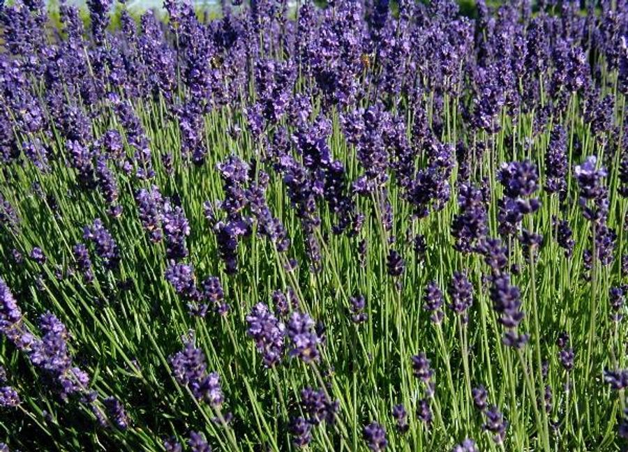 English lavender flower spike
