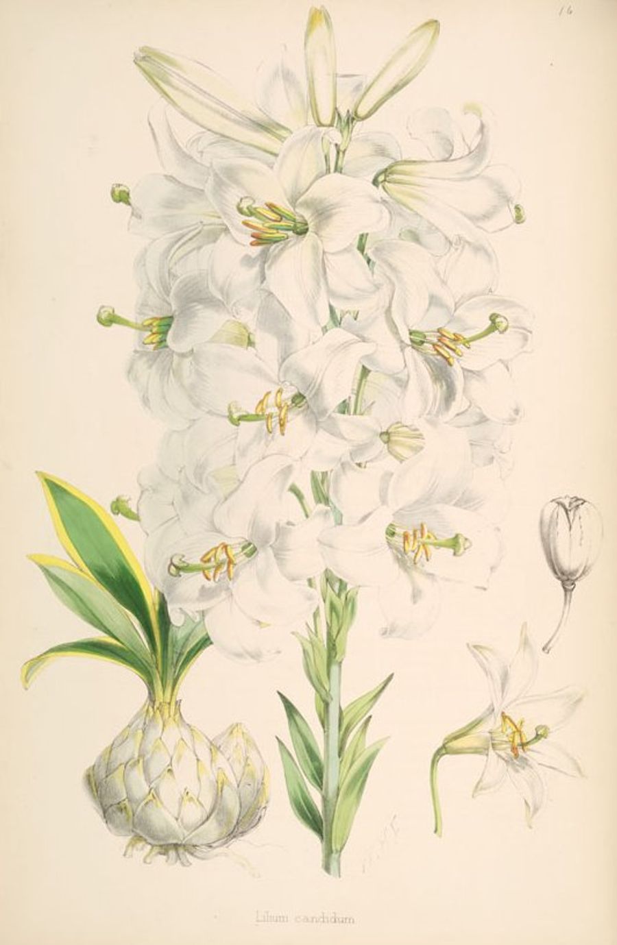 Garden Lily