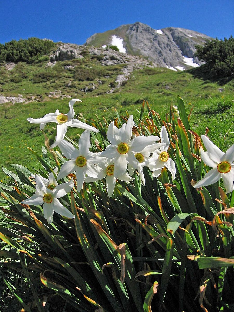 Daffodil