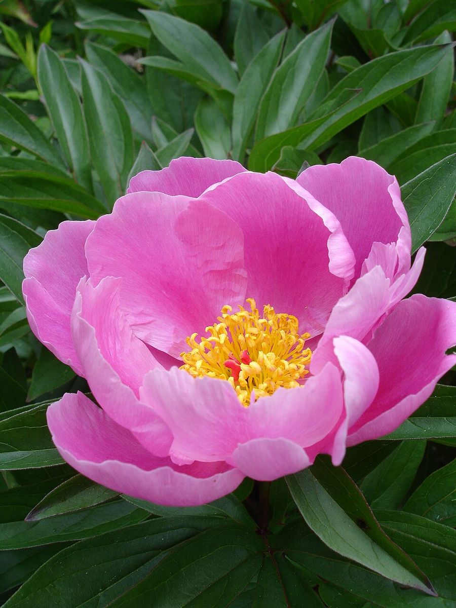 Garden Peony
