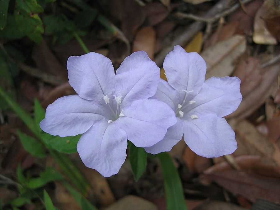 Petunia