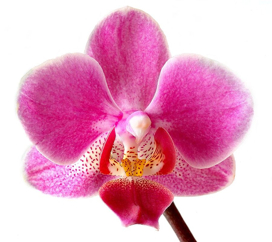 Moth Orchid