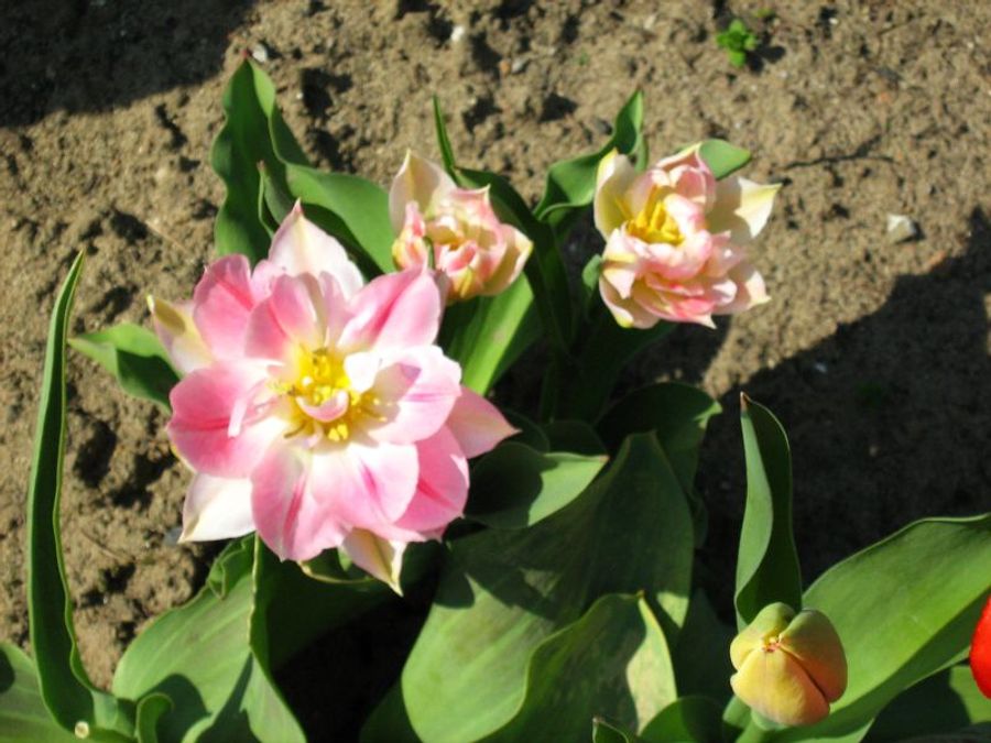 Red tulips in bloom