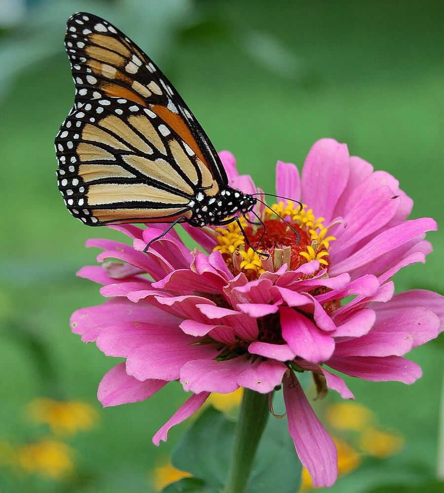 Zinnia