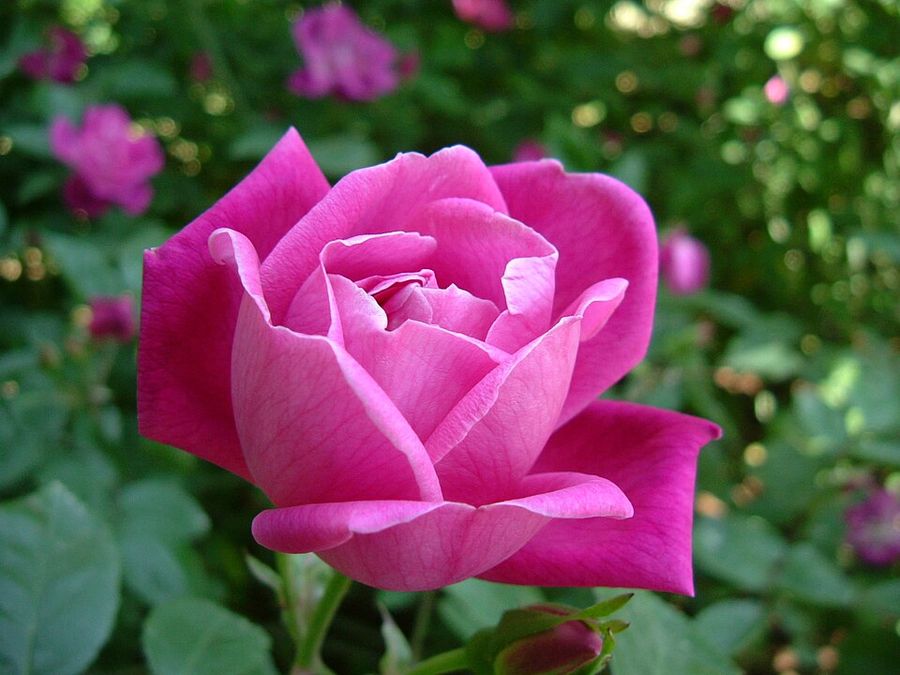 Garden Rose