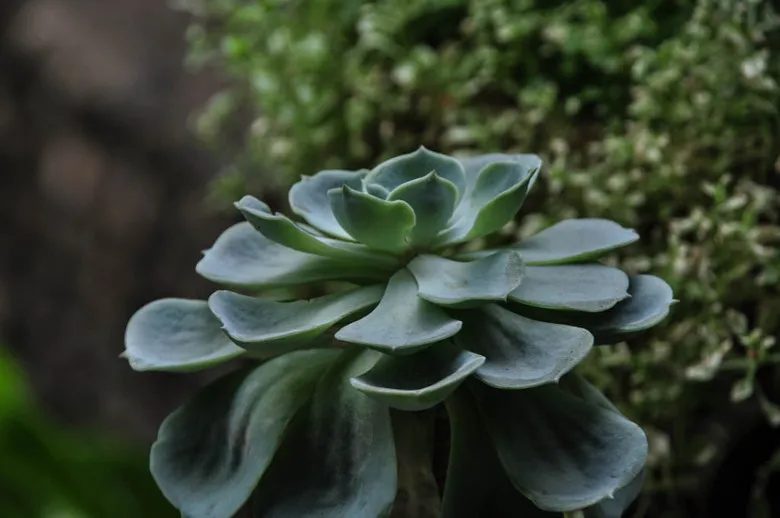 Echeveria