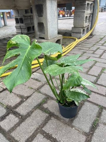 Swiss Cheese Plant