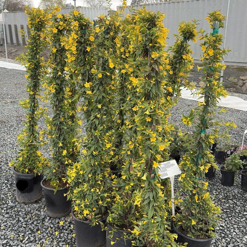 Carolina jessamine
