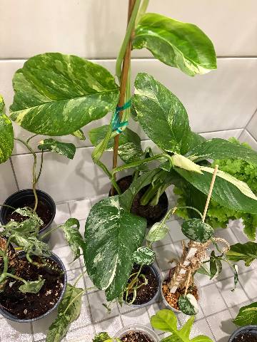 Golden Pothos