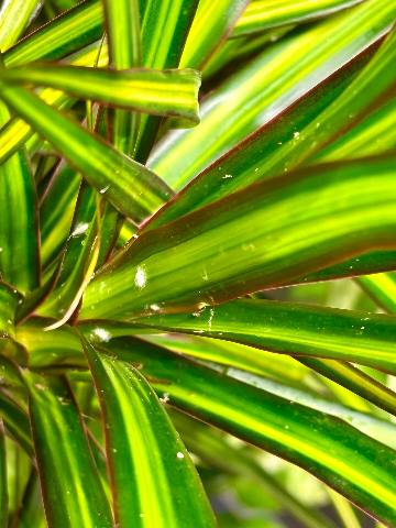 Madagascar dragon tree