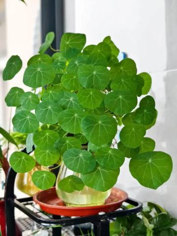 Garden nasturtium