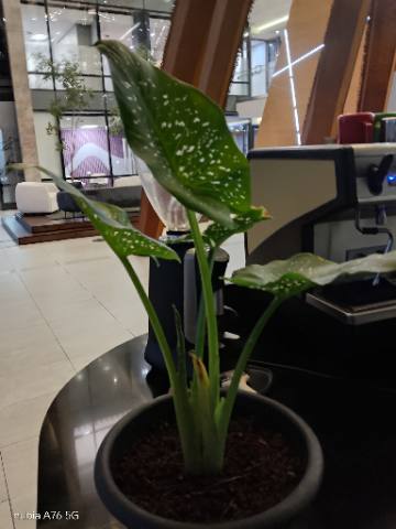 Chinese evergreen